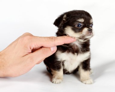 Kameraya bakarak beyaz üzerine oturan sevimli küçük chihuahua köpek yavrusu