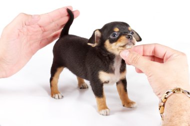 Kameraya bakarak beyaz üzerine oturan sevimli küçük chihuahua köpek yavrusu