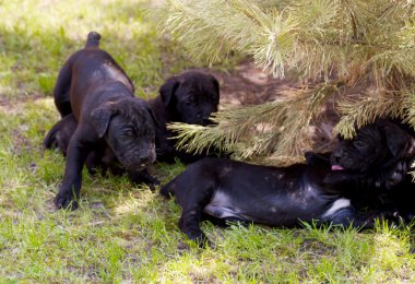 Cane corso köpek yavrusu