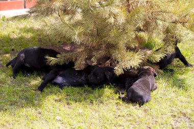 Cane corso köpek yavrusu