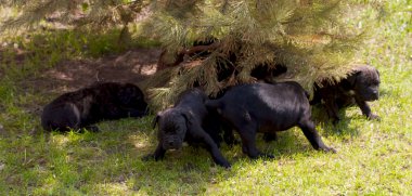 Cane corso köpek yavrusu