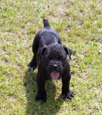 Cane corso puppy clipart