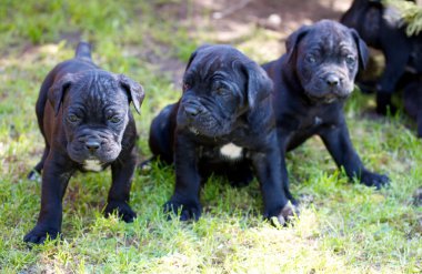 Cane corso köpek yavrusu