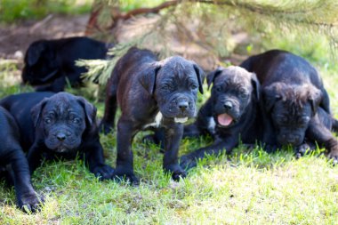 Cane corso köpek yavrusu