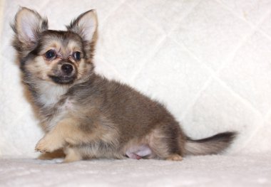 küçük chihuahua yavrusu