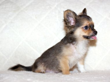 küçük chihuahua yavrusu