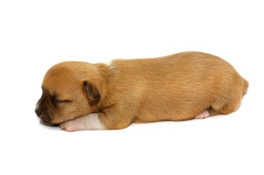 Chihuahua yavrusu