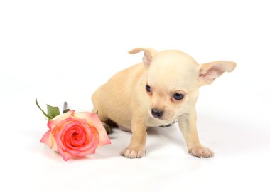 Chihuahua puppy in studio clipart