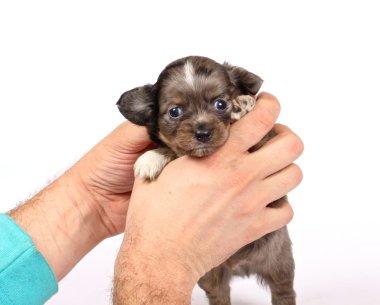 Chihuahua yavrusu Studio