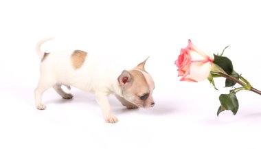 Chihuahua yavrusu Studio