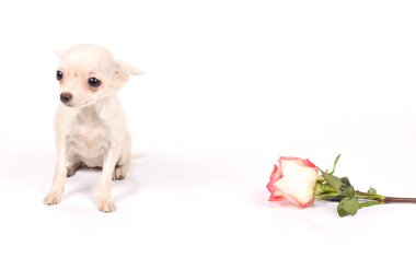 Chihuahua yavrusu Studio