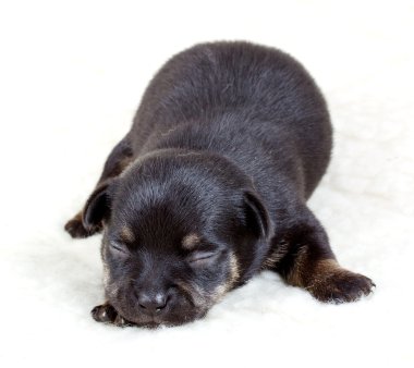 Chihuahua yavrusu Studio