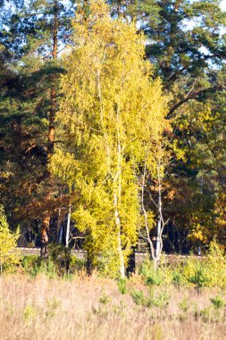 güzel manzara. alan ve orman kenarı