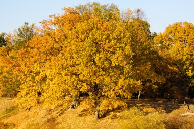 sonbahar ormanı