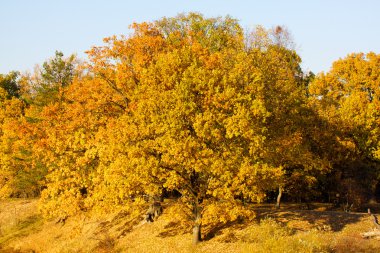 sonbahar ormanı