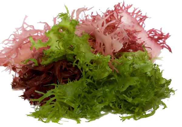 Салат з водних рослин — стокове фото
