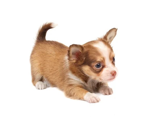 Portret ładny szczeniak rasowe Chihuahua przed biały ba — Zdjęcie stockowe