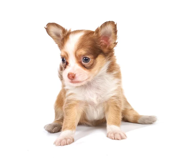 Portret ładny szczeniak rasowe Chihuahua przed biały ba — Zdjęcie stockowe