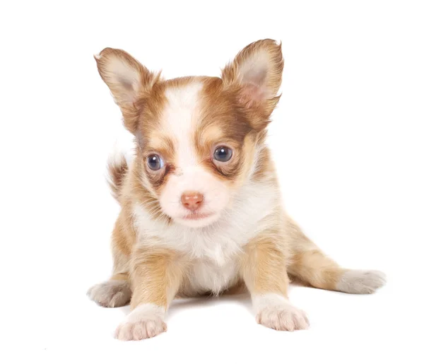 Πορτρέτο ενός Chihuahua χαριτωμένο κουτάβι καθαρόαιμο μπροστά από το λευκό ΒΑ — Φωτογραφία Αρχείου