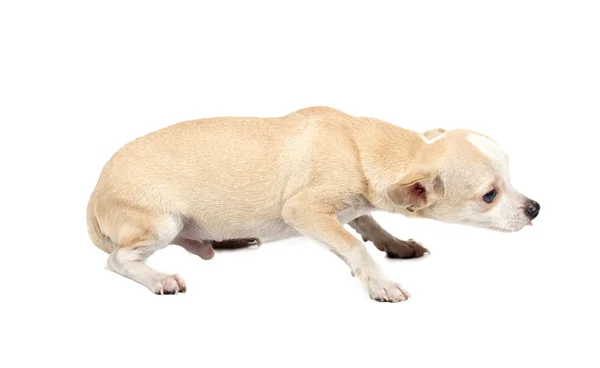 Retrato de um chihuahua filhote de cachorro de raça pura bonito na frente de ba branco — Fotografia de Stock