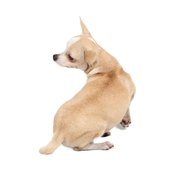 Retrato de un lindo cachorro de raza pura chihuahua delante de ba blanca — Foto de Stock