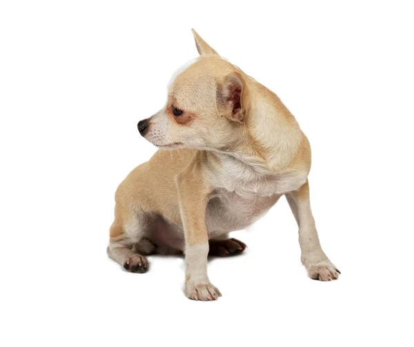 Retrato de un lindo cachorro de raza pura chihuahua delante de ba blanca —  Fotos de Stock