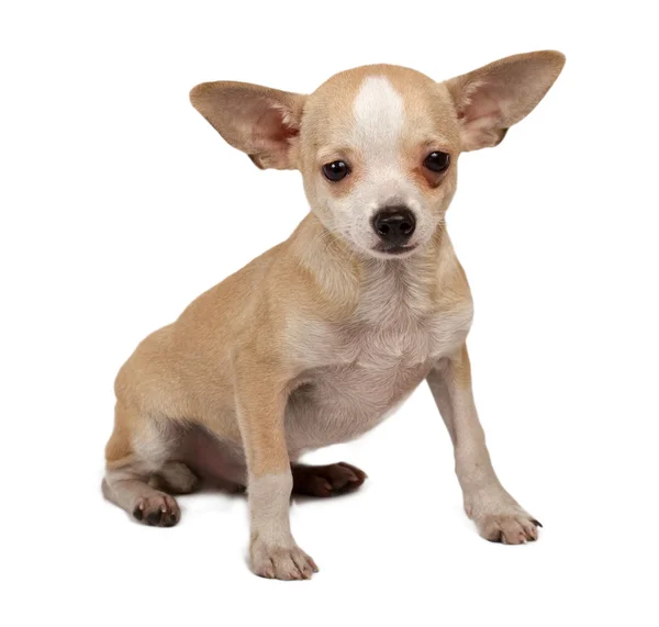 Retrato de un lindo cachorro de raza pura chihuahua delante de ba blanca —  Fotos de Stock