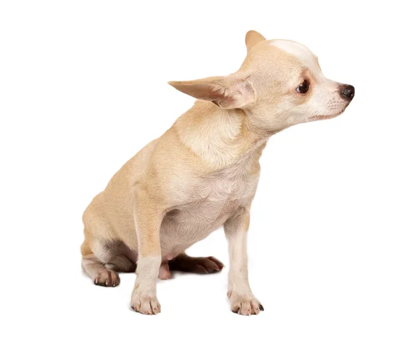 Ritratto di un simpatico cucciolo di razza pura chihuahua davanti a ba bianca — Foto Stock