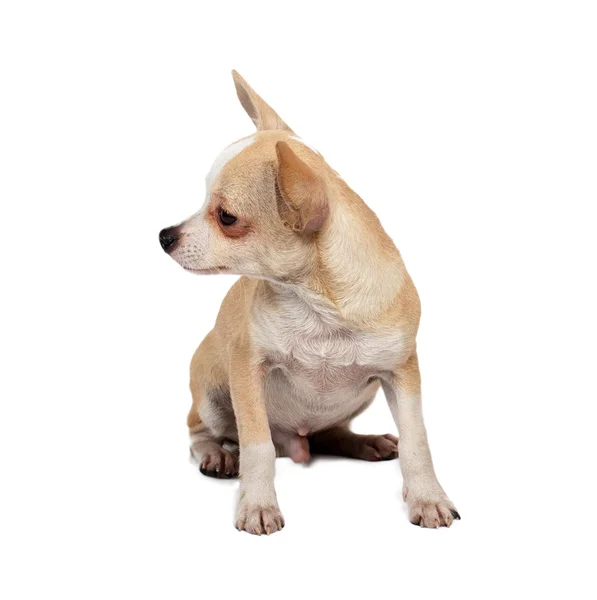 흰색 바 앞에서 귀여운 순종 강아지 치와와의 초상화 — 스톡 사진