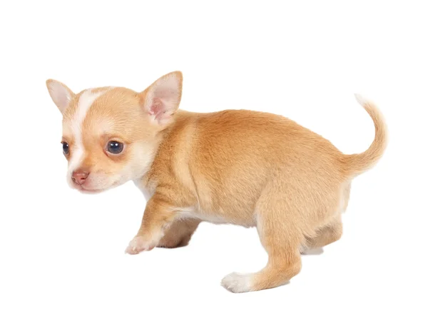 Πορτρέτο ενός Chihuahua χαριτωμένο κουτάβι καθαρόαιμο μπροστά από το λευκό ΒΑ — Φωτογραφία Αρχείου