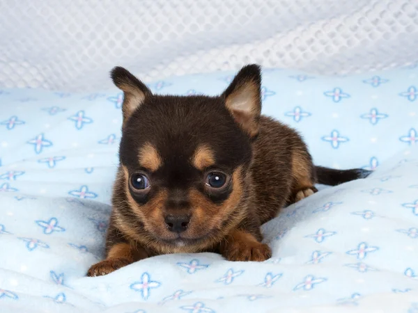 Porträt eines niedlichen reinrassigen Welpen-Chihuahua im Welpenheim — Stockfoto