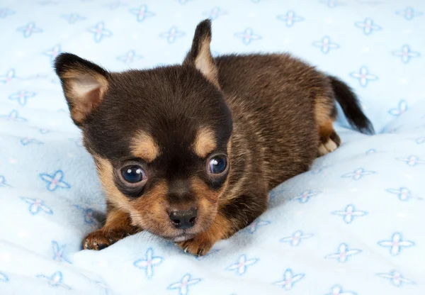 Ritratto di un simpatico cucciolo di razza chihuahua nel cucciolo-casa — Foto Stock