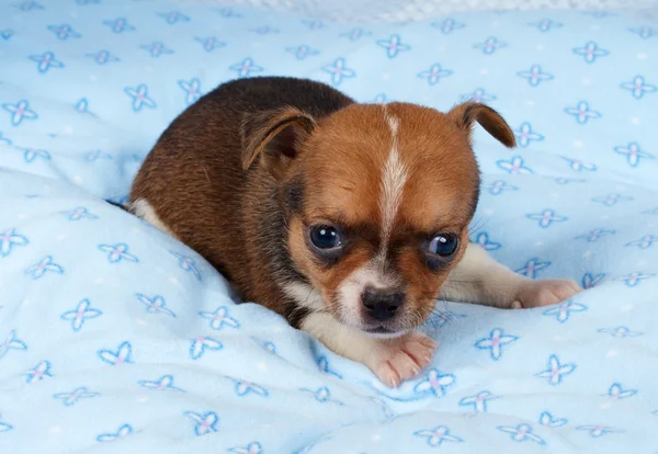 かわいい純血種の子犬チワワの子犬-家の肖像画 — ストック写真