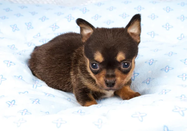 Portret ładny szczeniak rasowe Chihuahua w szczeniaka-Strona główna — Zdjęcie stockowe