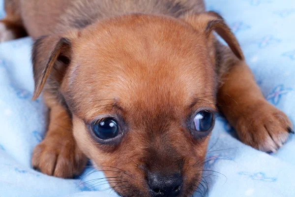 Retrato de un lindo chihuahua cachorro de raza pura en el cachorro-hogar —  Fotos de Stock