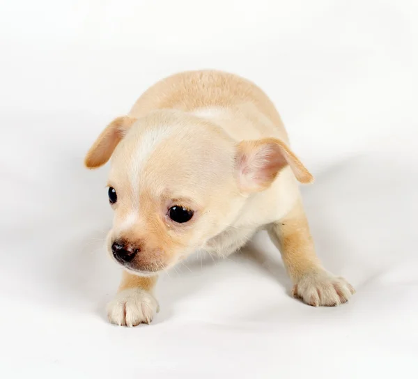 Kameraya bakarak beyaz üzerine oturan sevimli küçük chihuahua köpek yavrusu — Stok fotoğraf