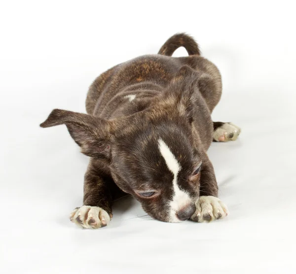 stock image Cute small chihuahua puppy sitting on white looking at camera is