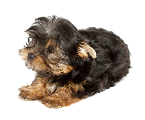 Yorkshire Terrier puppy (3 months) in front of a white backgroun — Stock Photo, Image