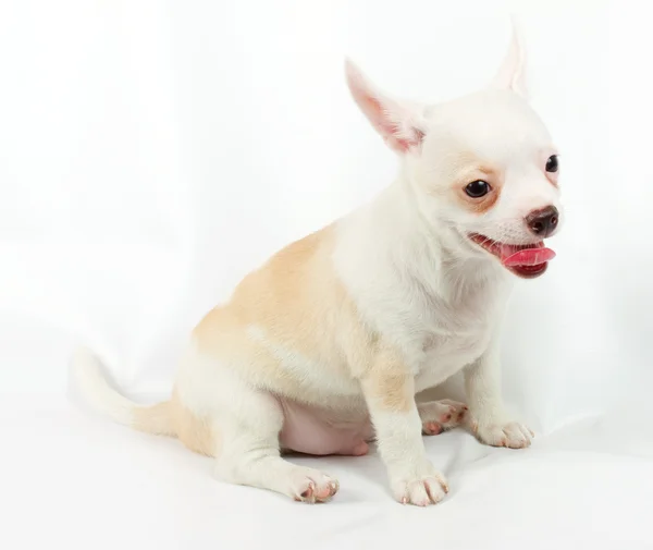 Симпатичный маленький щенок чихуахуа, сидящий на белом, глядя в камеру, — стоковое фото