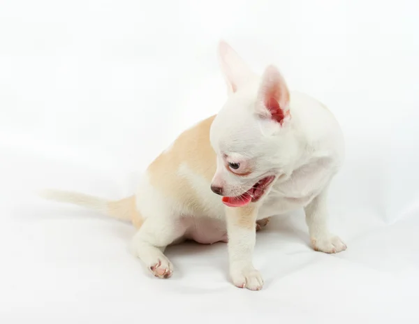 Carino piccolo cucciolo chihuahua seduto su bianco guardando la fotocamera è — Foto Stock