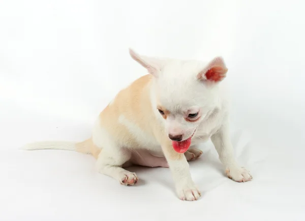 Jest ładny mały chihuahua szczeniak siedział na biały patrząc na kamery — Zdjęcie stockowe