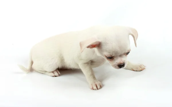Kameraya bakarak beyaz üzerine oturan sevimli küçük chihuahua köpek yavrusu — Stok fotoğraf