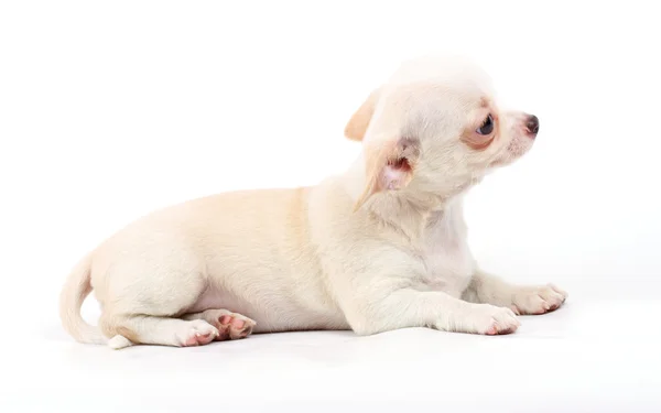 Lindo pequeño chihuahua cachorro sentado en blanco mirando a la cámara es — Foto de Stock