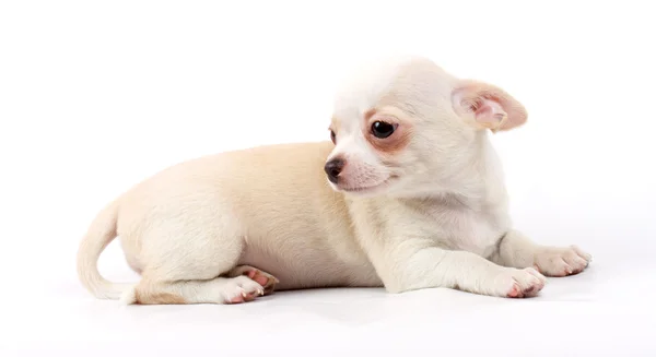 Roztomilá malá čivava štěně sedící na bílé na fotoaparátu je — Stock fotografie