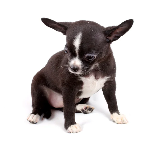 Cute small chihuahua puppy sitting on white looking at camera is — Stock Photo, Image