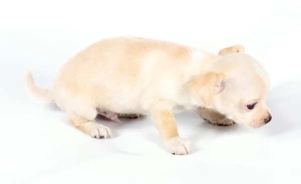 Schattige kleine chihuahua pup zittend op wit kijken naar camera is — Stockfoto