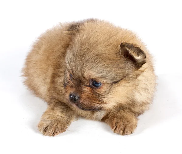 The puppy of the spitz dog in studio — Stock Photo, Image