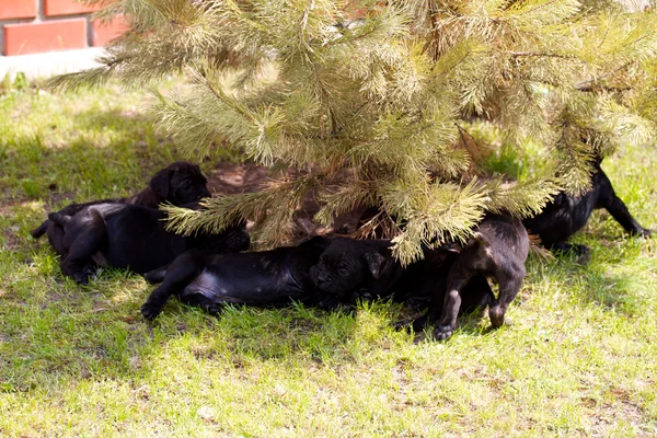 Тростниковый щенок — стоковое фото