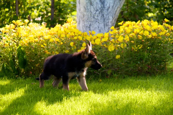 Schäferhund vor naturgrünem Hintergrund — Stockfoto
