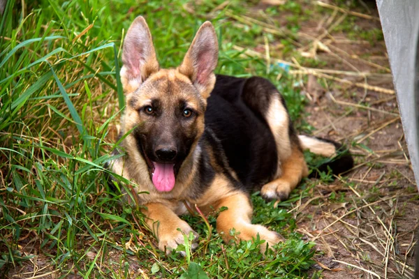 German shepherd in front of a natural green background — Stock Photo, Image